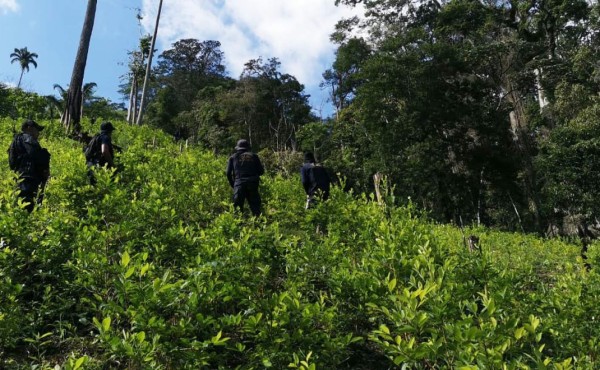Descubren otra plantación de coca en Iriona, Colón