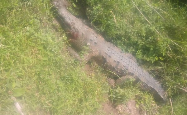 Hallan dos cocodrilos grandes en Siguatepeque