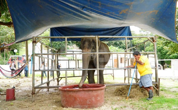 La elefante Brama estará 45 días más en Honduras