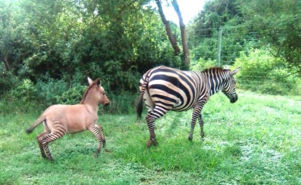 Lo llaman Zonkey: nace en Kenia una cría híbrido de cebra y burro