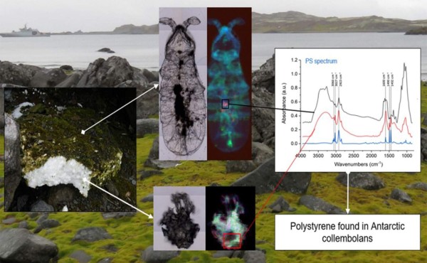 Hallan microplásticos en el ecosistema terrestre de la Antártida