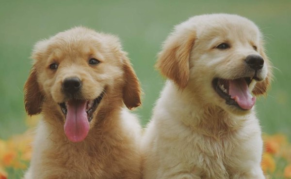 La ciencia lo confirma: Los perros entienden el lenguaje humano