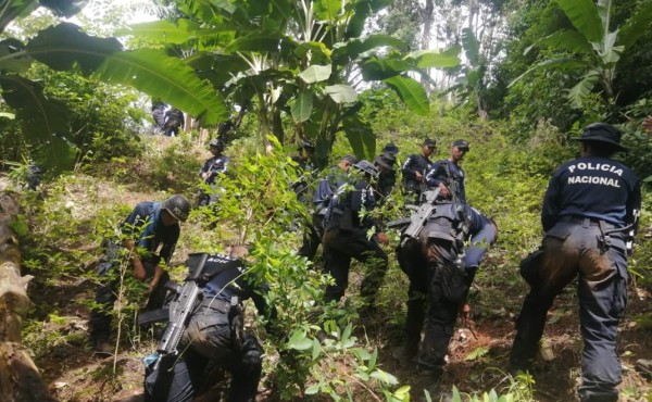 Ubican una hectárea de arbusto de coca en aldea de Colón