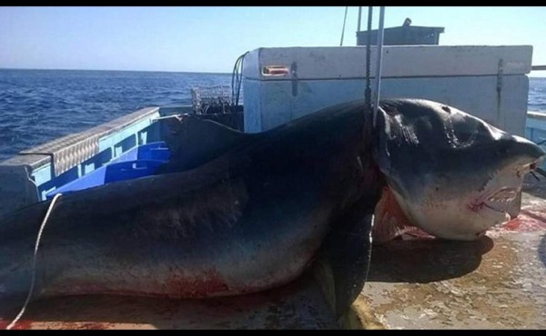 Atrapan a gigantesco tiburón mientras se comía a otro