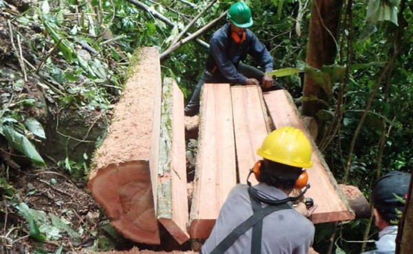 Madera hondureña se abre paso al mercado de la Unión Europea