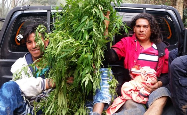 Capturan en Comayagua a dos sujetos que supuestamente cultivaban marihuana