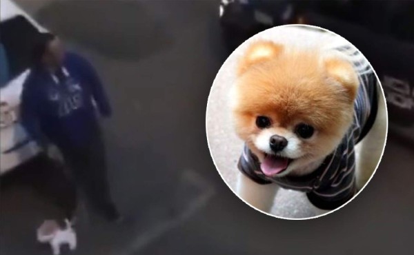 Video viral: Saca a pasear un perro de peluche para eludir el toque de queda en España