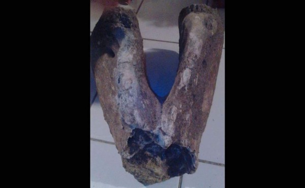 Investigan hallazgo de una mandíbula de dinosaurio en Honduras