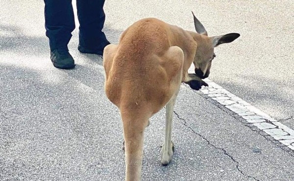 Video viral: 'Detienen' a canguro que paseaba al sur de Florida