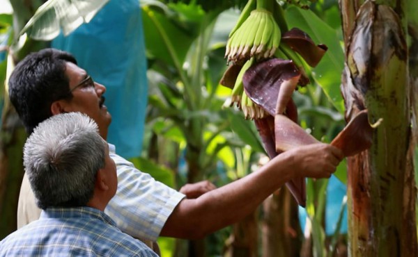 Buscan financiamiento para estudios agrícolas