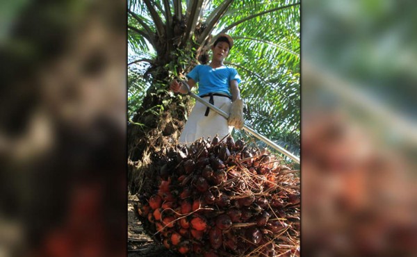 Consumidores demandan aceite de palma sostenible