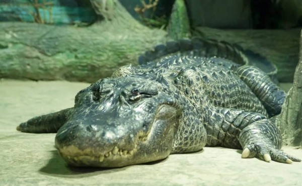 Muere 'Saturno', el legendario caimán que fue mascota de Hitler