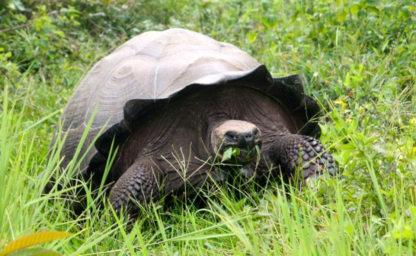 Conductor pagará 11 mil dólares de multa por atropellar a una tortuga