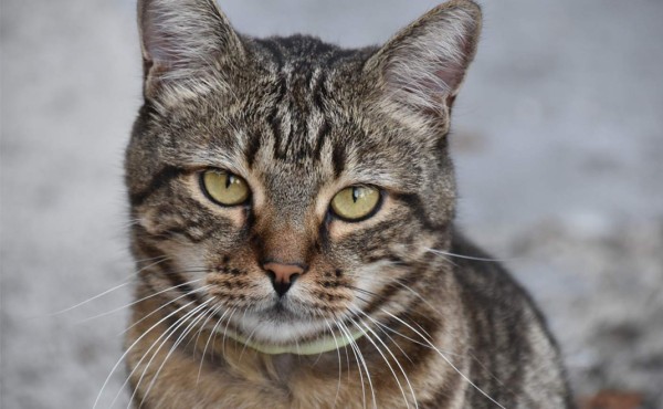 Un gato es el principal sospechoso de intento de homicidio