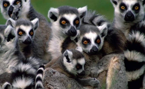 El cambio climático es la nueva amenaza sobre los lemures de Madagascar