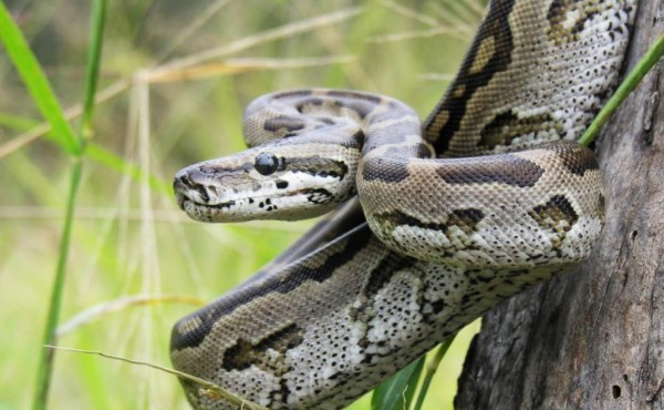 Python Bowl: 5 mil dólares por capturar pitones en Florida