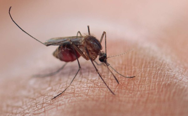 Habilitarán segunda sala de dengue en el Leonardo este mes