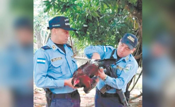 Gallo pasa segunda noche tras las rejas de celdas policiales