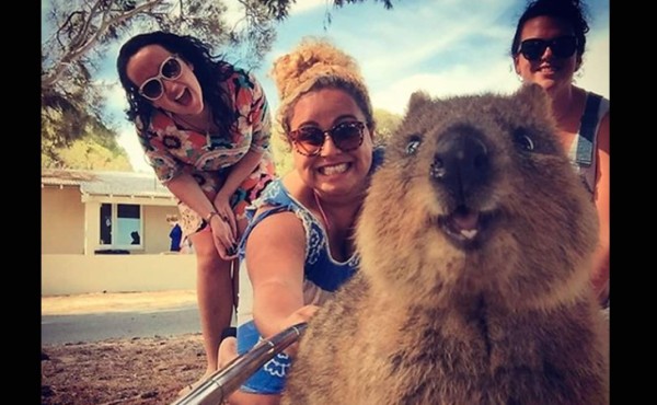 Quokka, el animal que ama los 'selfies'