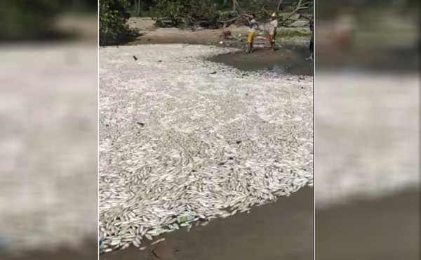 Investigan la muerte de miles de peces en una laguna en el Caribe hondureño