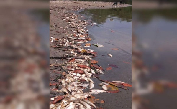 Investigan muerte de peces en laguna Los Micos en Tela