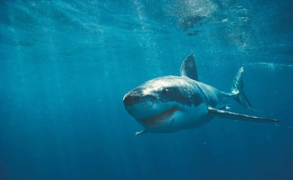 Una adolescente sobrevive al terrible ataque de un tiburón