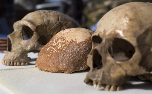 Nuevas evidencias sobre origen de Homo sapiens dan golpe a noción de raza