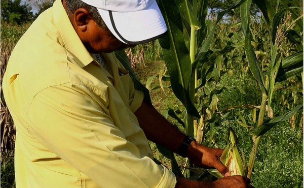 Nuevo ciclo de cosecha de maíz baja precio de la medida a L20 en Tegucigalpa