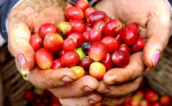 Mejorar calidad y variar cultivos, recomiendan a los cafetaleros