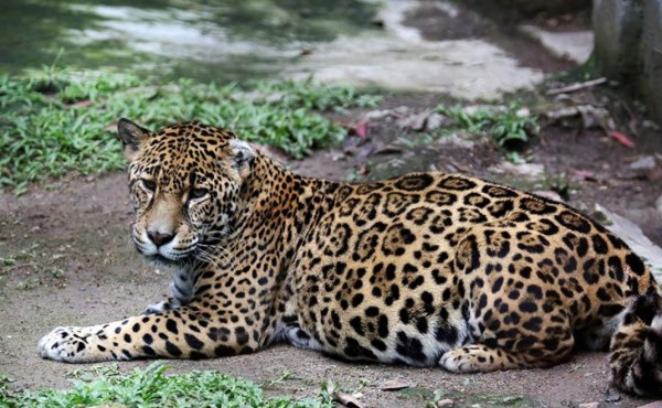 Foto: La Prensa