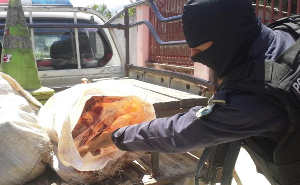 Encuentran carne de caballo lista para ser vendida en La Ceiba