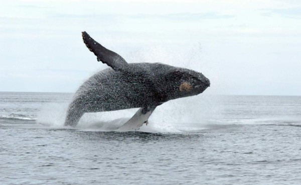 Primera multa impuesta en Canadá por acercarse a una ballena