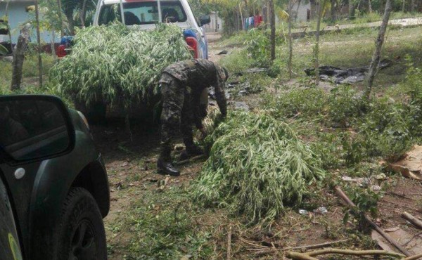 Decomisan 760 plantas de supuesta marihuana y caen dos sospechosos