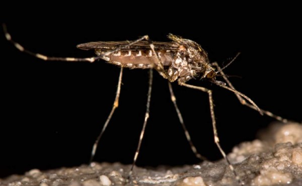 Indiferencia de la población fortalece expansión del zika