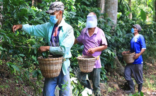 Anuncian plan estratégico de seguridad para el sector café en Honduras