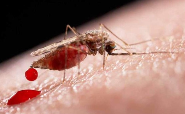 OPS estima que el zika llegará a toda América Latina
