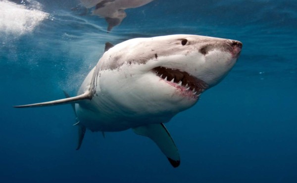 Joven muere en un atípico ataque de tiburón en el noreste de EEUU