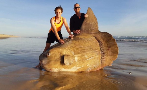 Hallan enorme y raro pez muerto en playas de Australia