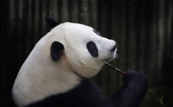 Panda finge embarazo para que le dieran más comida