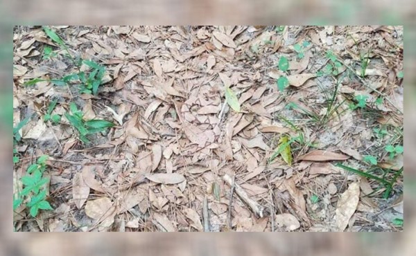 ¿Podés encontrar a la serpiente entre las hojas?