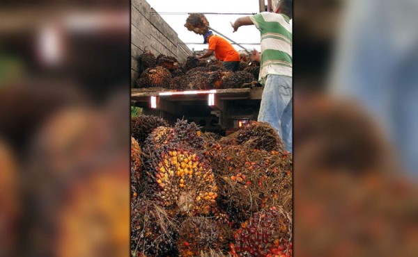 40,000 toneladas de aceite de palma producirá Palcasa