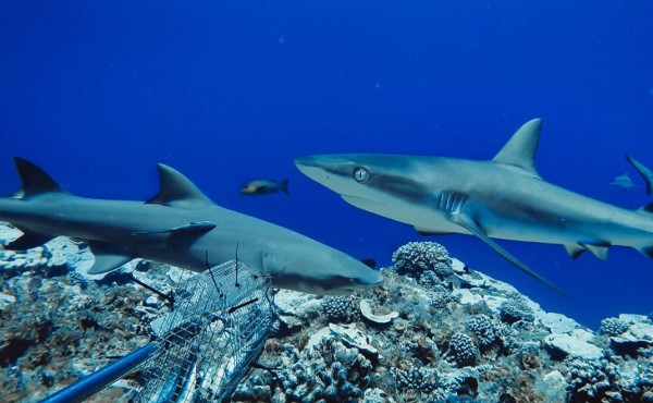 Estudio revela que están desapareciendo los tiburones de arrecife