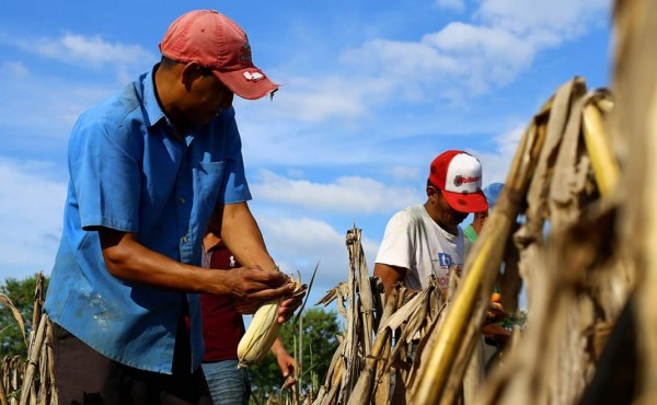 'Habrá desabastecimiento de maíz a nivel nacional en 2016”