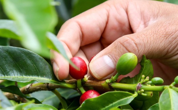 Cafetaleros de Honduras, sin acceso a créditos para fertilizar