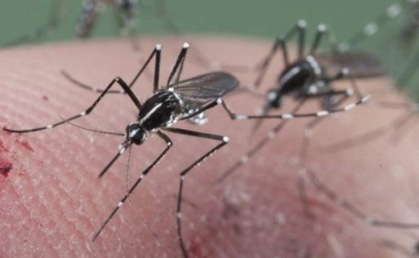 11 cosas que se debe saber sobre el zika