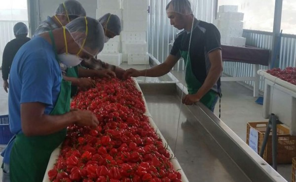 Empresa del sur enviará chiles habaneros a Estados Unidos