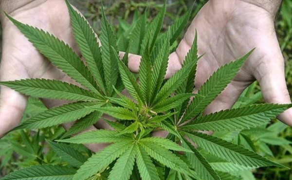 Nueva York acelera el paso hacia la legalización de la marihuana
