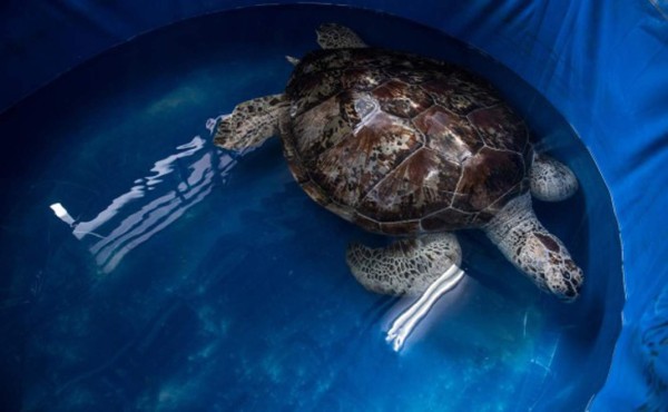 Muere la tortuga que se tragó 915 monedas en Tailandia