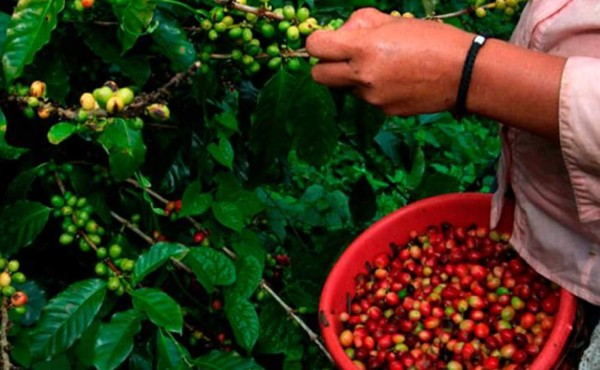 Exportaciones de café hondureño suben 13% y suman 101,2 millones de dólares