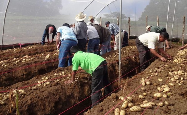 Agricultores de Intibucá lanzan nueva línea de producción de papa de calidad